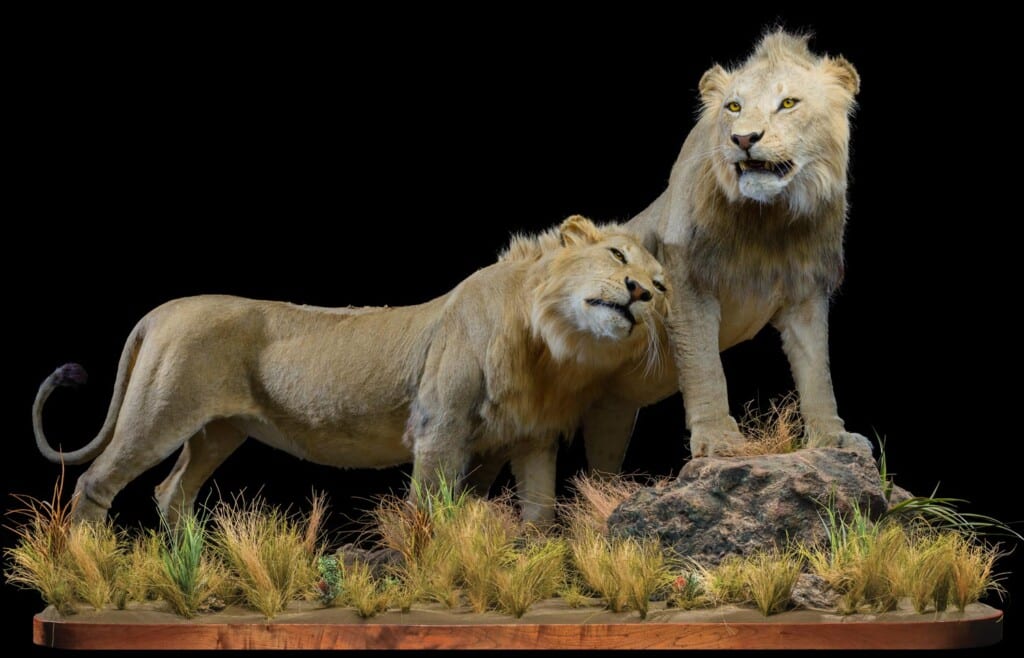 Lion Fullmount Combination 20171019 0953