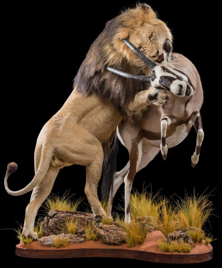 Lion and Gemsbuck Oryx Prey Fullmount Combination 20181003 0933