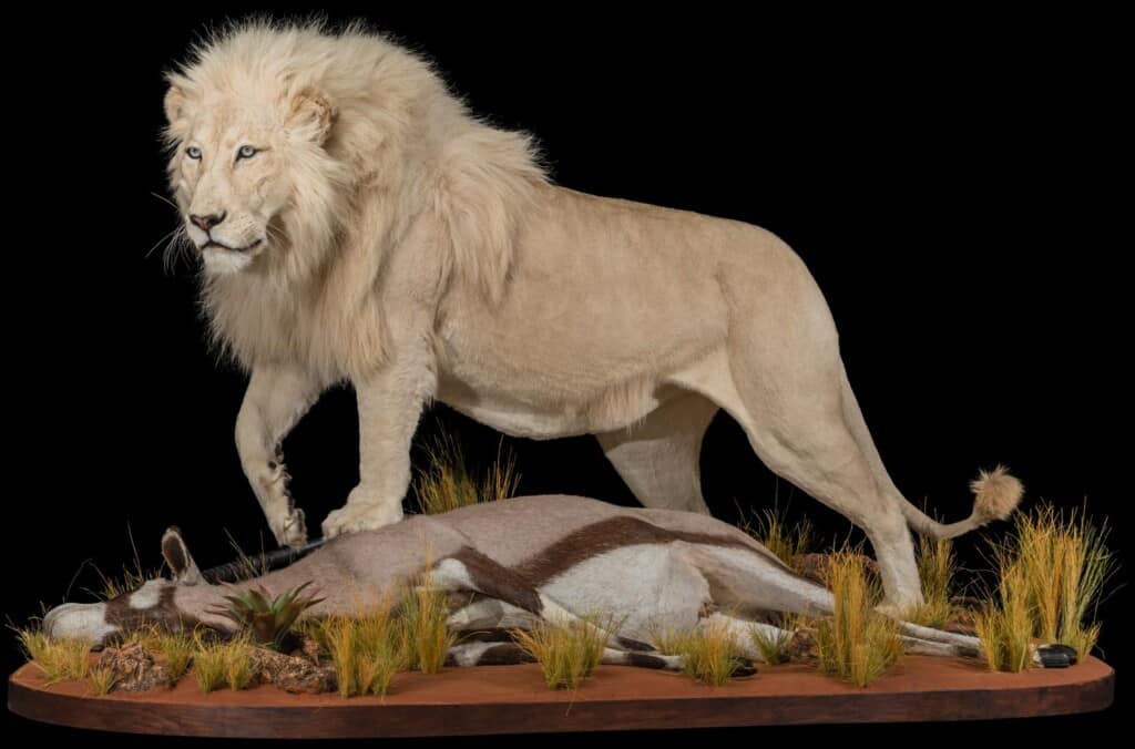 Lion and Gemsbuck Oryx Prey Fullmount Combination 20181003 0934