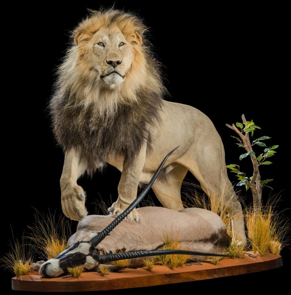 Lion and Gemsbuck Oryx Prey Fullmount Combination 20200904 0931