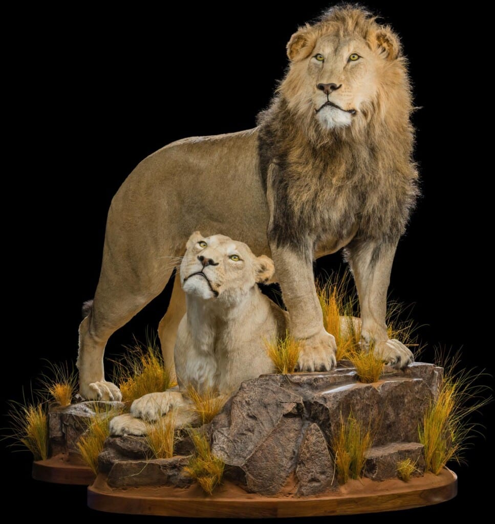 Lion Fullmount Combination 20200904 0940