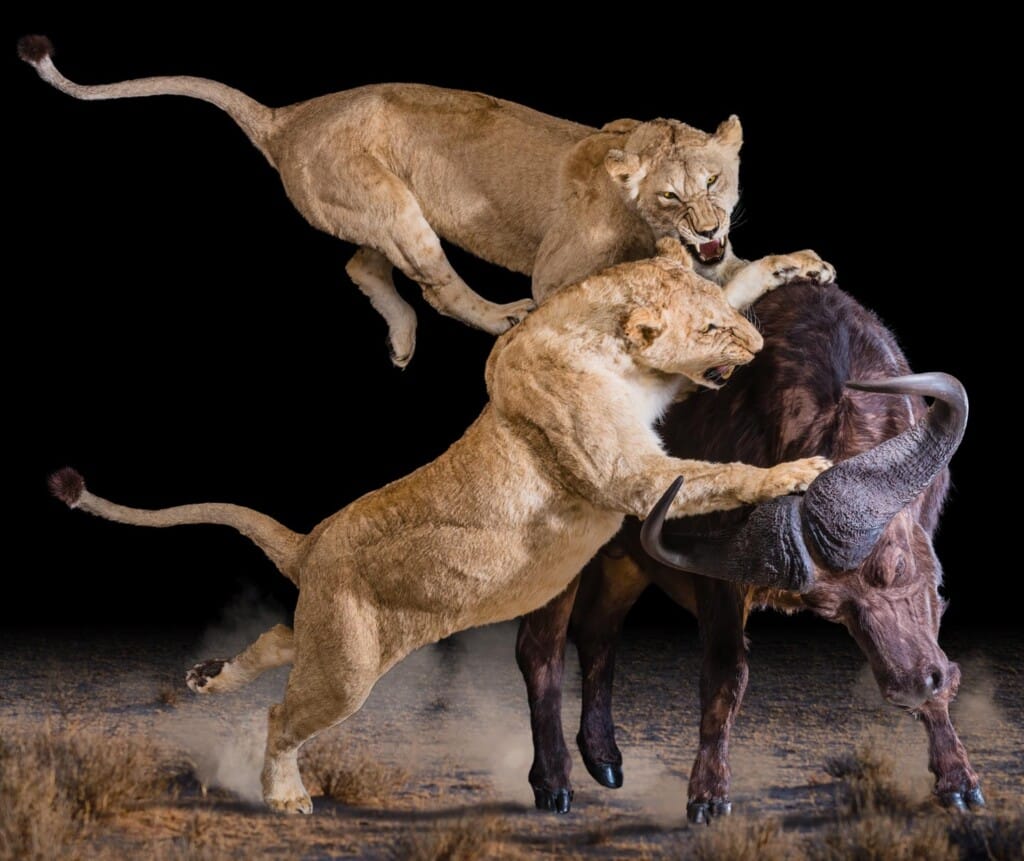 Lion and Buffalo Prey Fullmount Combination 20210121 0018