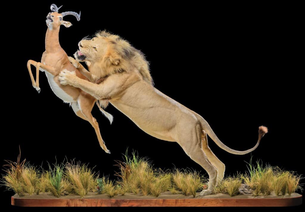 Lion and Impala Fullmount Combination 20160714 0936