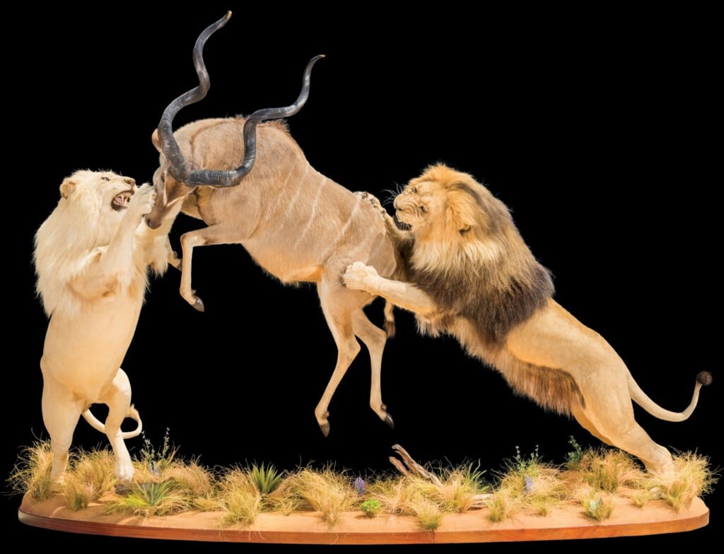 Lion and Kudu Prey Fullmount Combination 20220830 0938