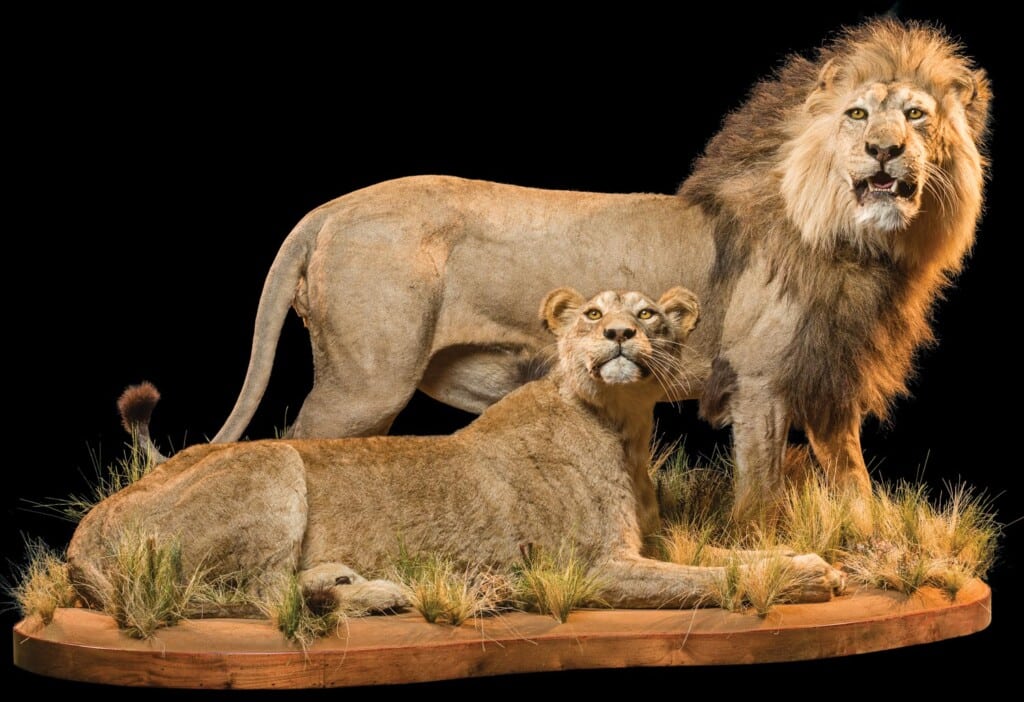 Lion Fullmount Combination 20220830 0941