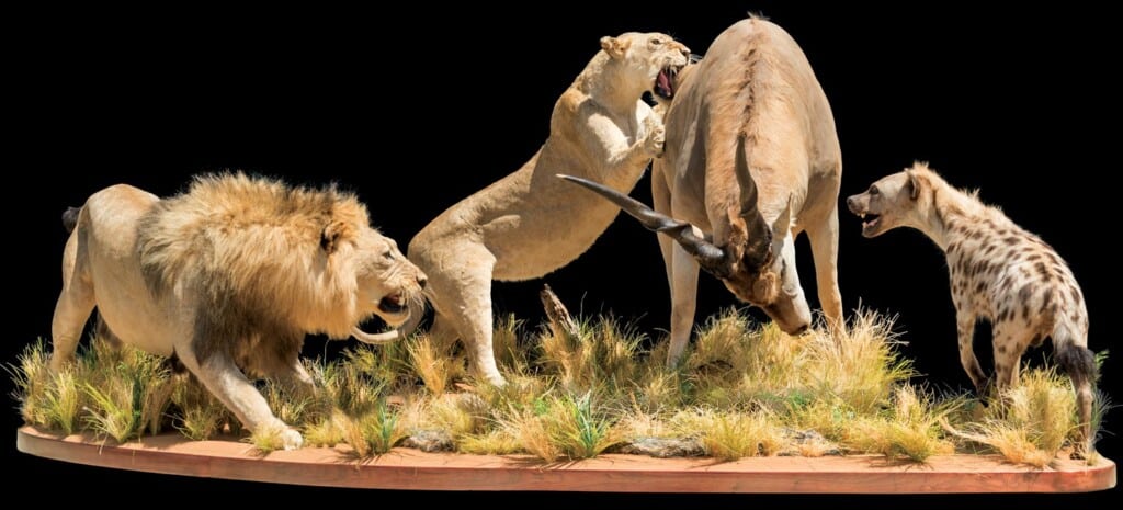 Lion and Eland Fullmount Combination 20220830 0954