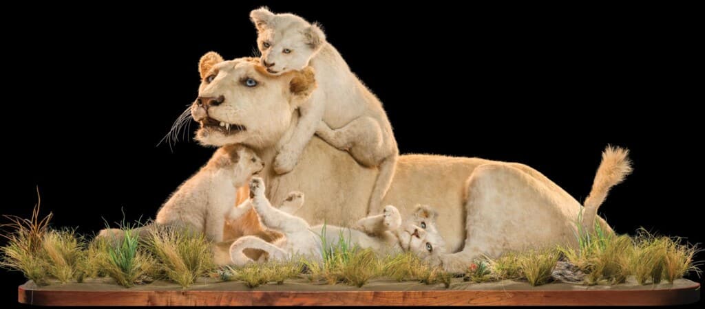 Lion and Cubs Fullmount Combination Museum Display 20220830 0956
