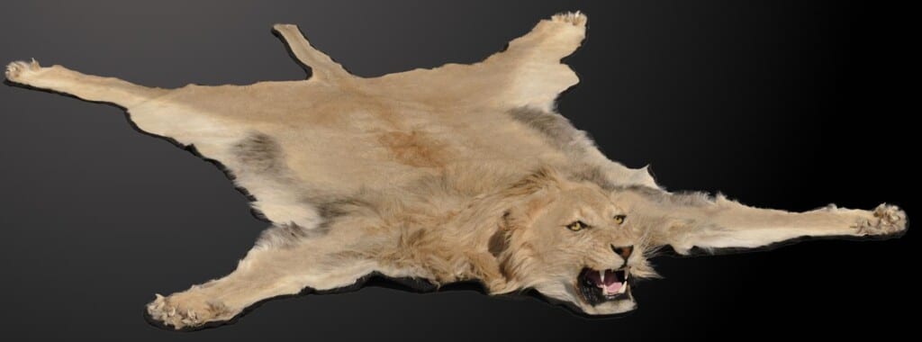 Lion Rugmount Open Mouth 20220830 0961