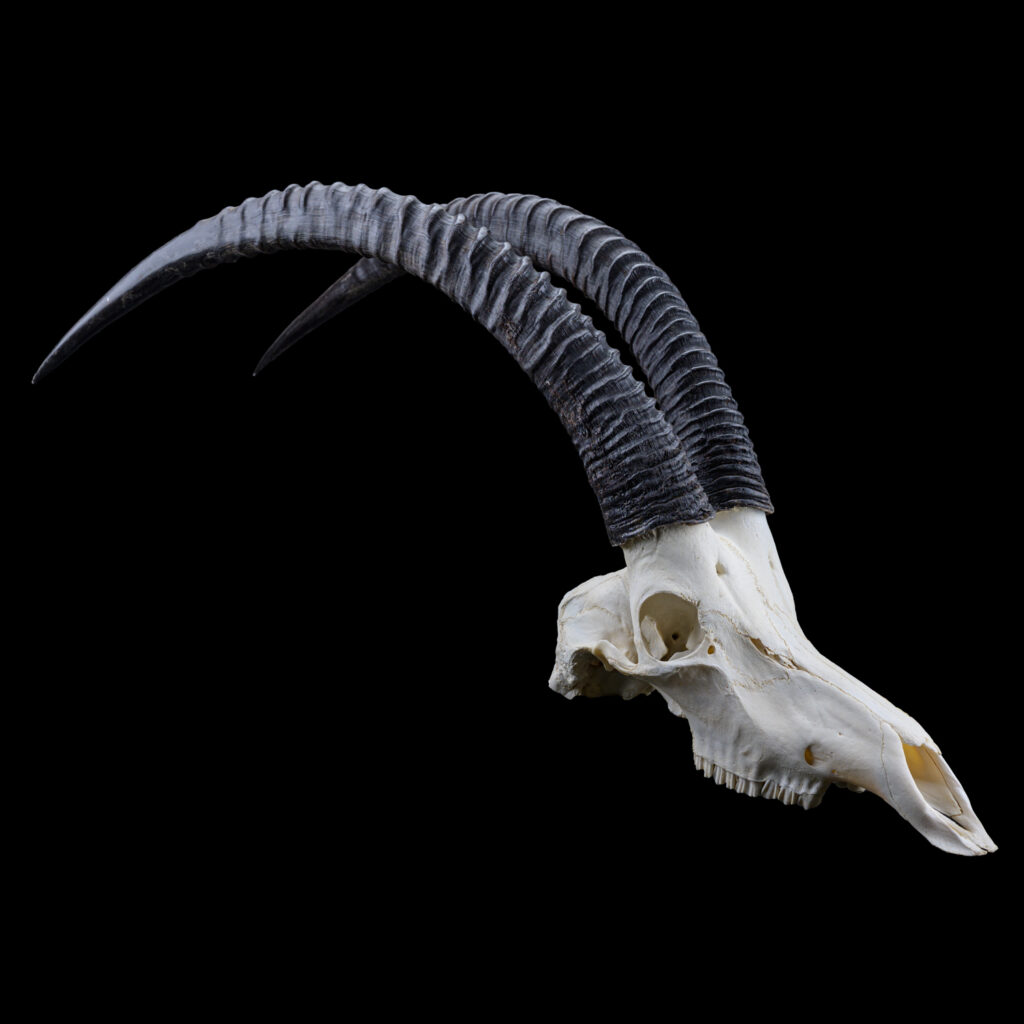 Sable Fullskull 20250708 73057