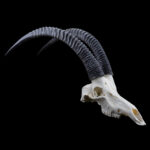 Sable Fullskull 20250708 73057