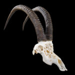 Sable Fullskull Carved 20250623 73039