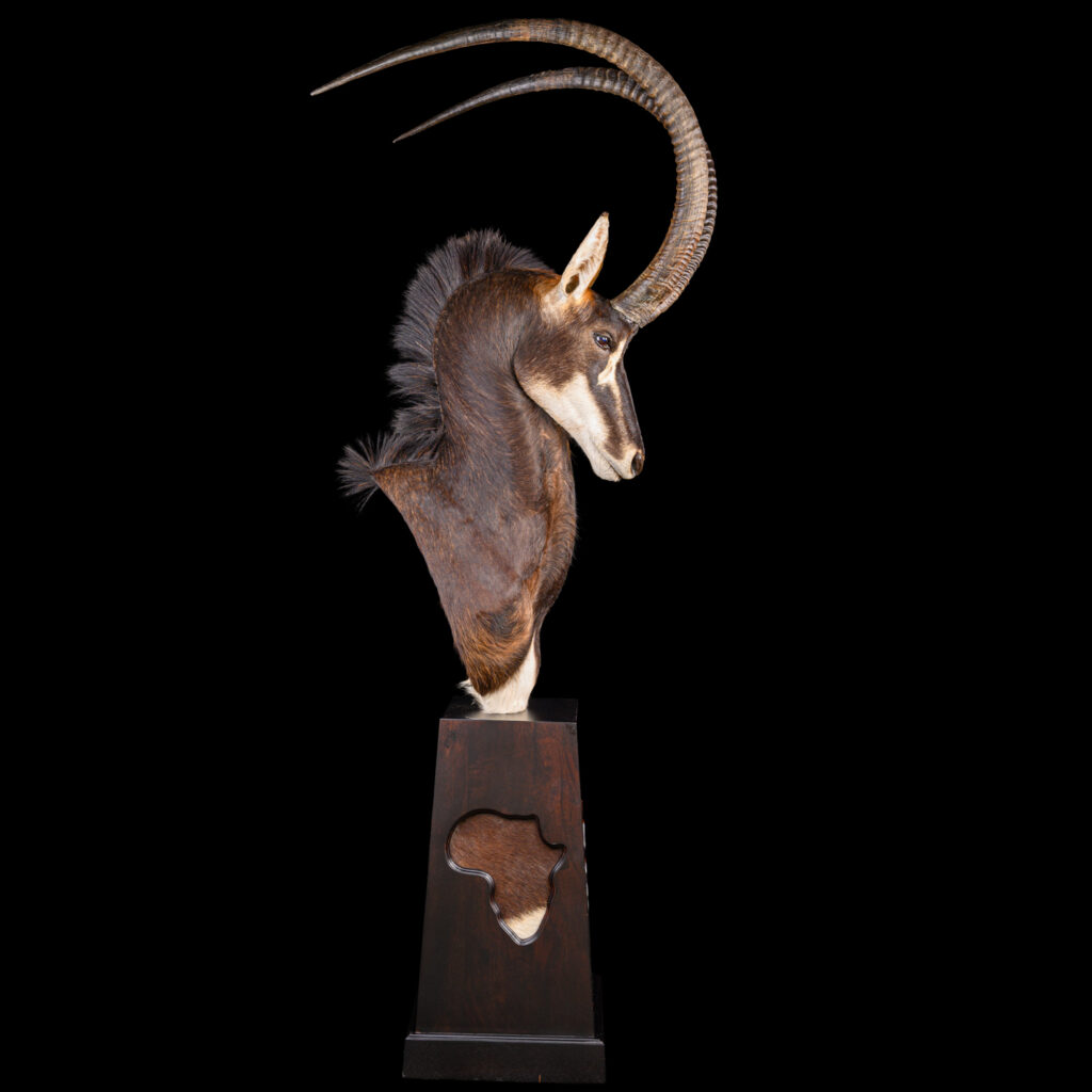 Sable Pedestalmount STR Knight's Pose with Sable Skin Inlay 20251104 73383