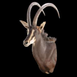 Sable Shouldermount STR 20150818 30051