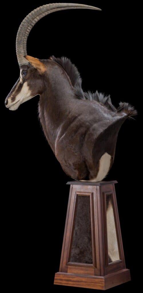 Sable Pedestalmount Left Turn Custom Base with Skin Inlays 20180801 1214