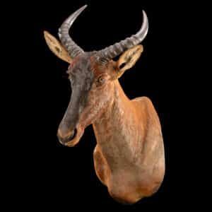 Tsessebe Shouldermount STR 20150818 30332