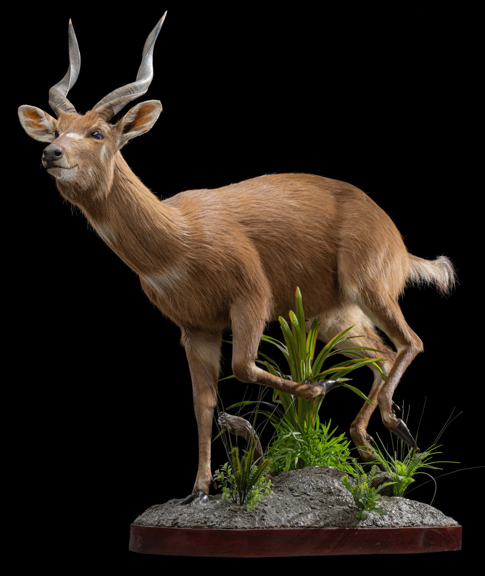 Sitatunga SITATUNGA Taxidermy South Africa | Get SITATUNGA Trophy Quote