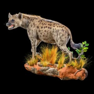 Spotted Hyena Fullmount Left Turn Wall or Floor Display 20200527 0559