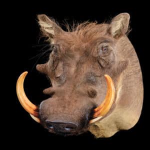 Warthog Shouldermount STR 20150701 30370