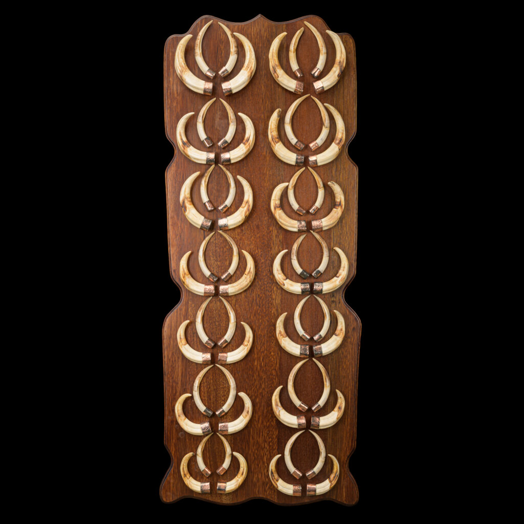 Warthog Tusks Shieldmount 20250716 73054