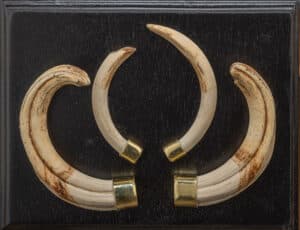 Watrthog Tusks on Shield 20230316 7009