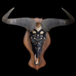 Blue Wildebeest Fullskull Shieldmount Painted 20250407 72960