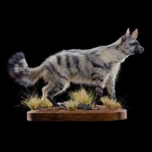Aardwolf Fullmount 20190704 71174