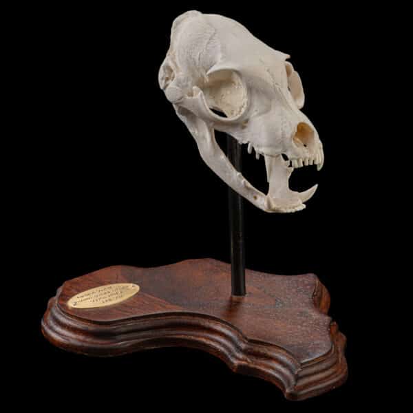 AARDWOLF Taxidermy South Africa | Get AARDWOLF Trophy Quote