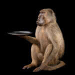 Baboon Fullmount 20251003 73385