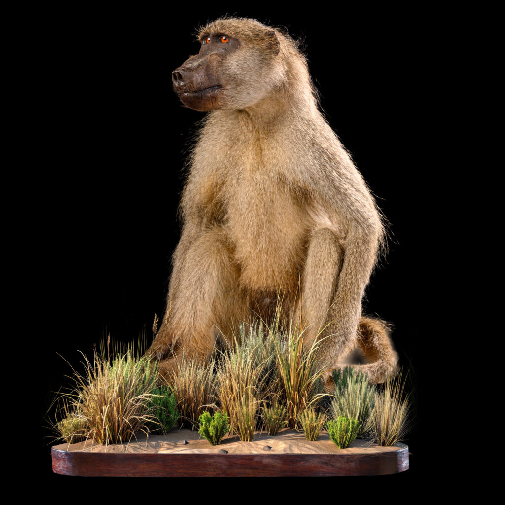Baboon Fullmount 20251029 73386