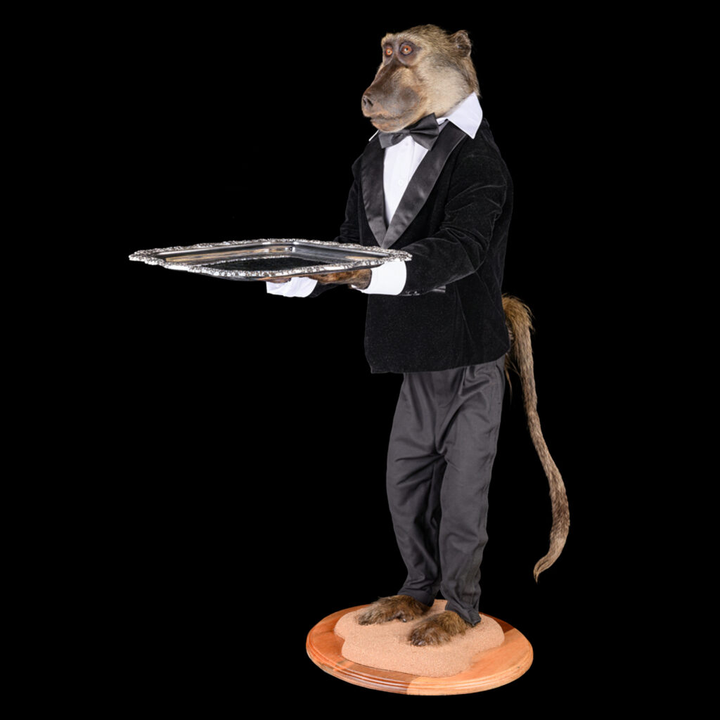 Baboon Fullmount 20251114 73384