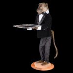 Baboon Fullmount 20251114 73384