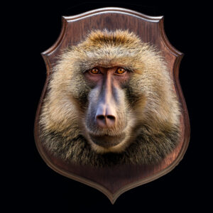 Baboon Headmount on Shield 20250327 72962