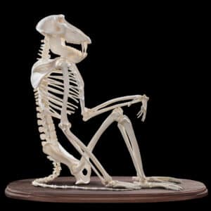 Baboon Skeleton 20180801 71197