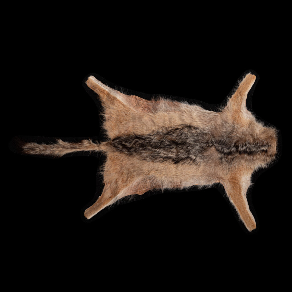 Black Backed Jackal Flatskin Tan 20250523 72996