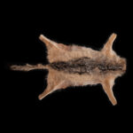 Black Backed Jackal Flatskin Tan 20250523 72996