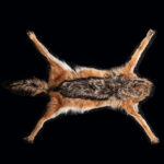 Black Backed Jackal Flatskin Tan 20250530 73011