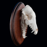 Black Backed Jackal Fullskull Shieldmount 20250530 73012