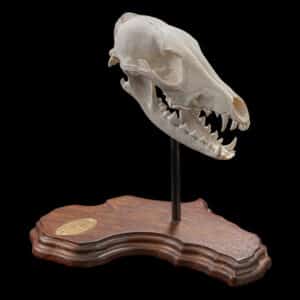 Jackal Fullskull on Metal Stand with Africa Shape Wood Base 20221109 70852