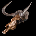 Black Wildebeest Fullskull Bronzed 20250905 73361