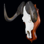 Black Wildebeest Fullskull Shieldmount 20240411 72967