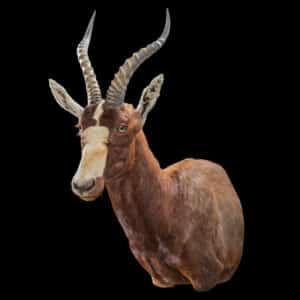 Blesbuck Shouldermount Extended Leg 20180507 71312