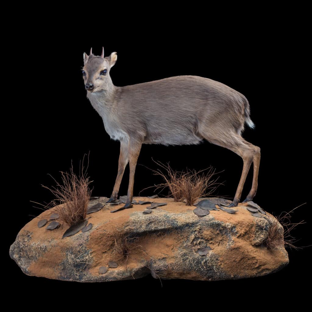 Blue Duiker Fullmount LT Wall Display 20170818 71569