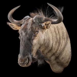 Blue Wildebeest Shouldermount STR 20230510 71119