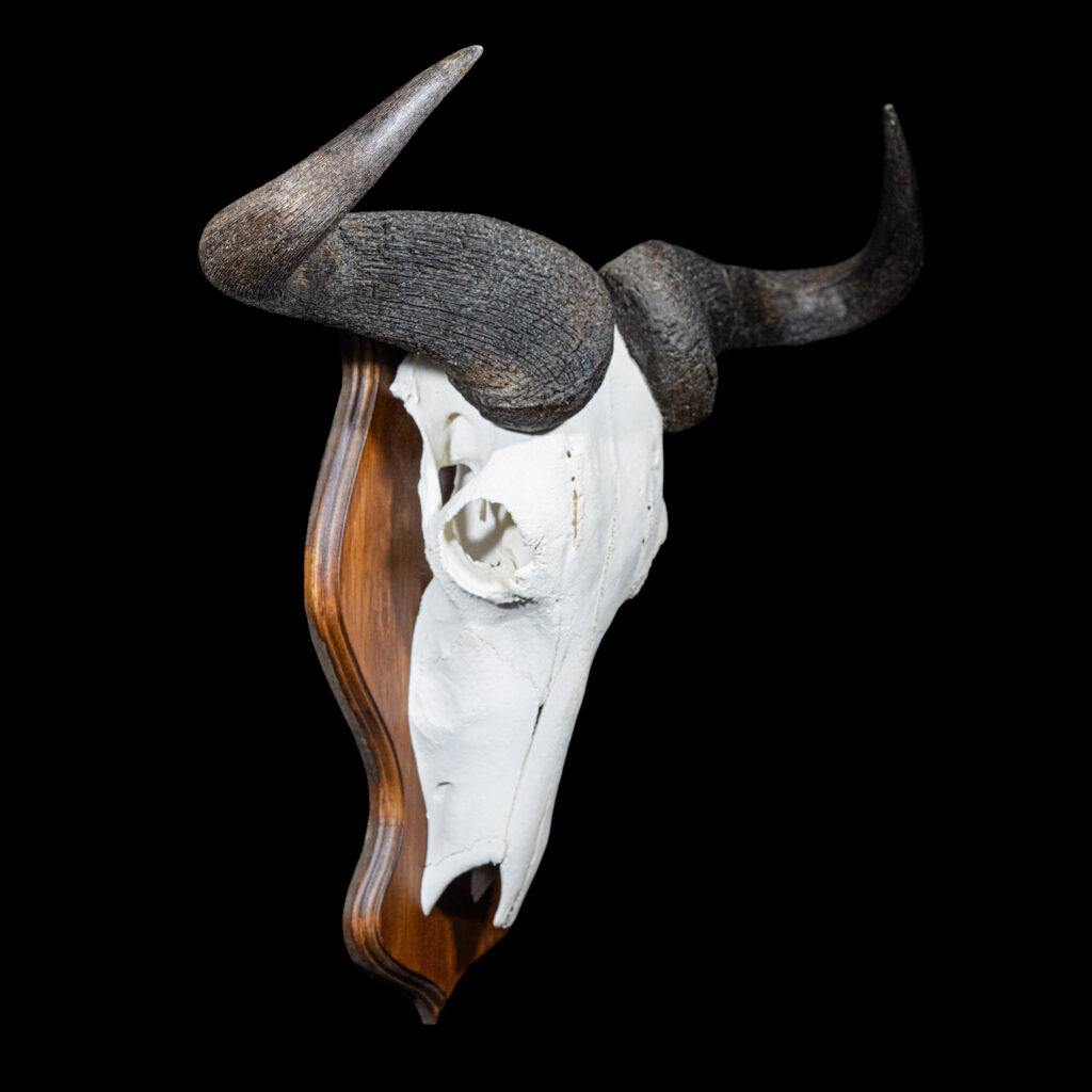 Blue Wildebeest Skull Euro Shieldmount 20250407 72956