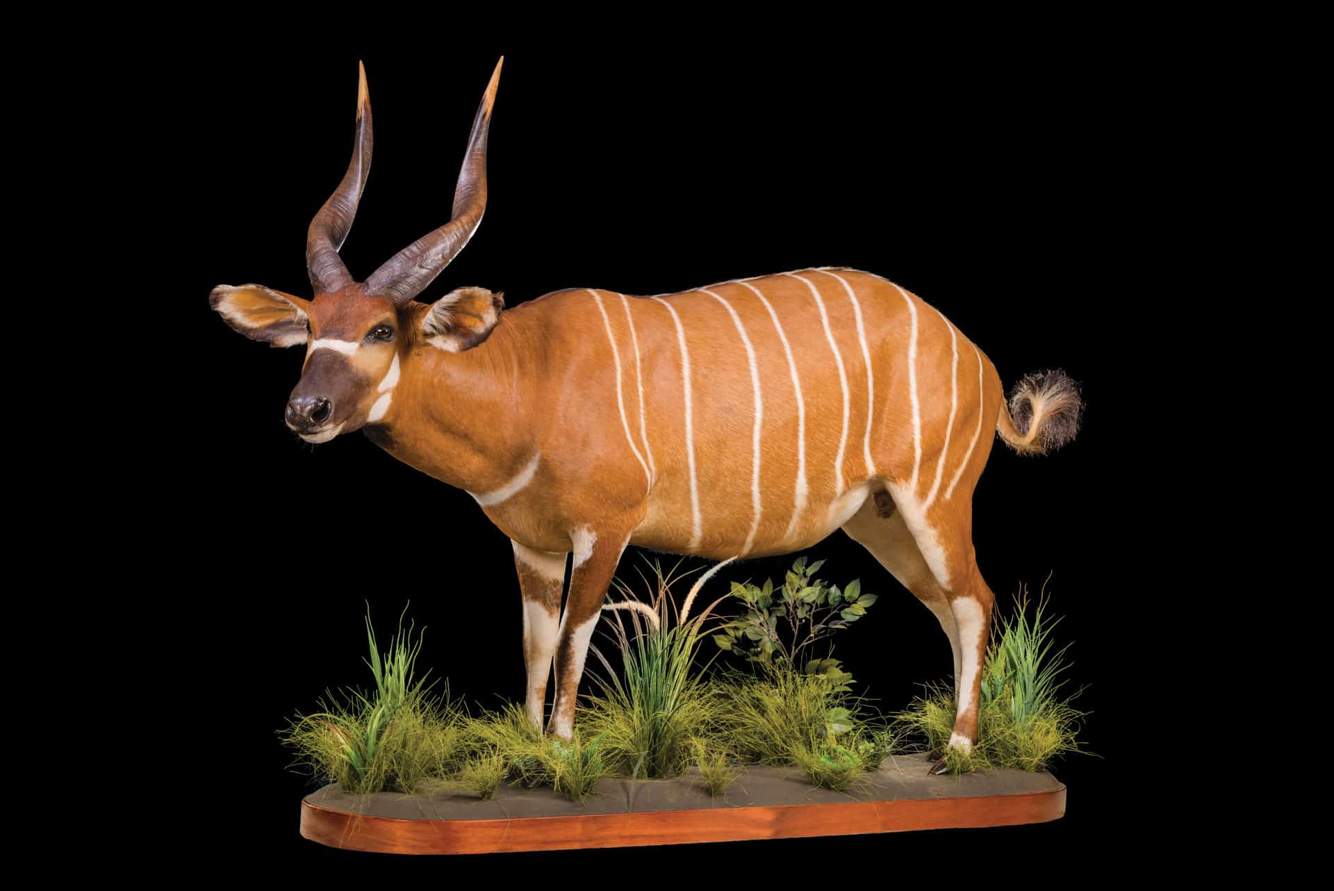 Best BONGO Taxidermy South Africa Get BONGO Trophy Quote