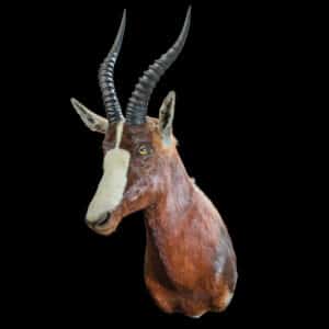 Bontebok Shouldermount R/T 20170717 71316