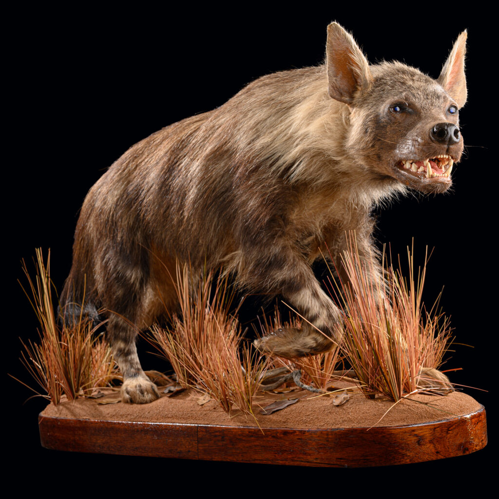 Brown Hyena Fullmount 20250610 73024