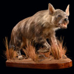 Brown Hyena Fullmount 20250610 73024