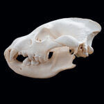 Brown Hyena Fullskull 20250603 73015