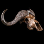 Buffalo Fullskull Bronzed 20250905 73280